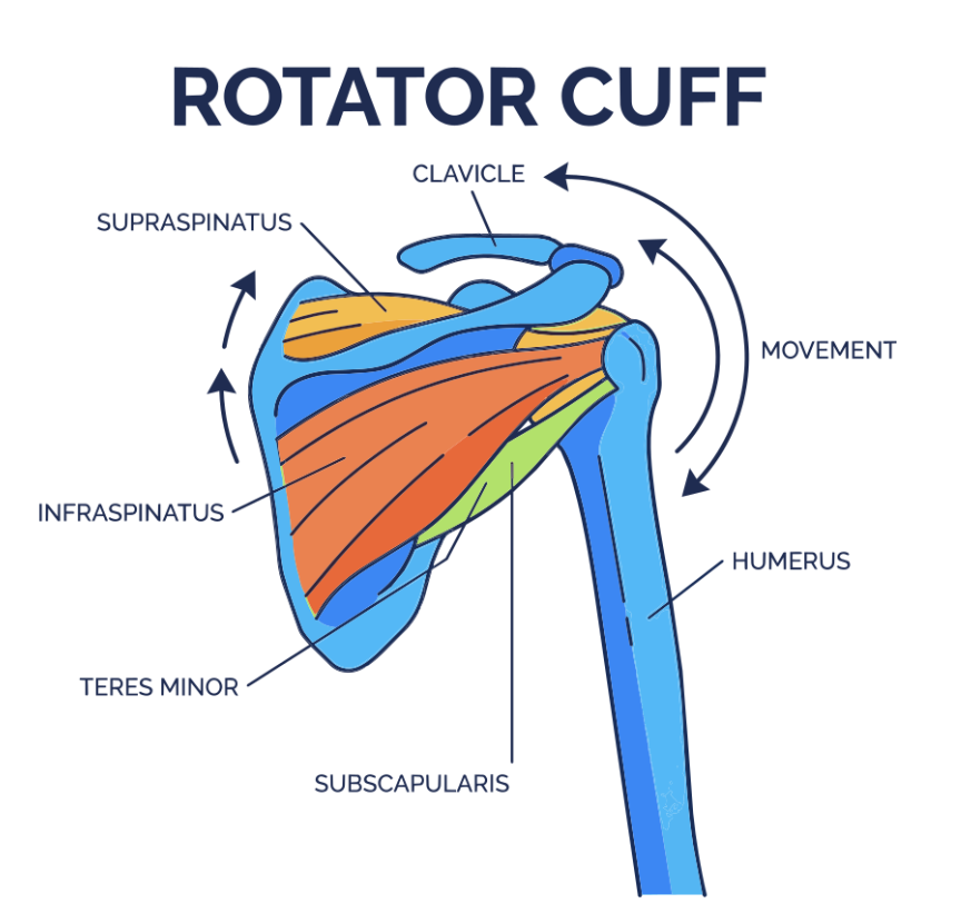 Illustration of the shoulder showing the four rotator cuff muscles: supraspinatus, infraspinatus, teres minor and subscapularis, with the clavicle and humerus labelled.